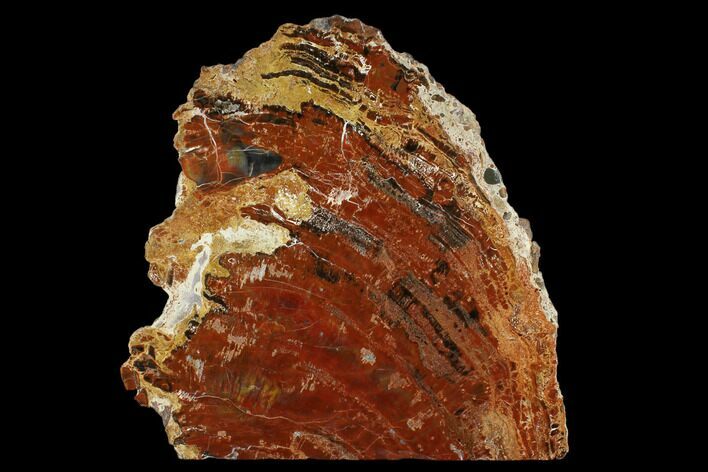 Black and Red Petrified Wood (Araucarioxylon) Stand-up - Arizona #162913